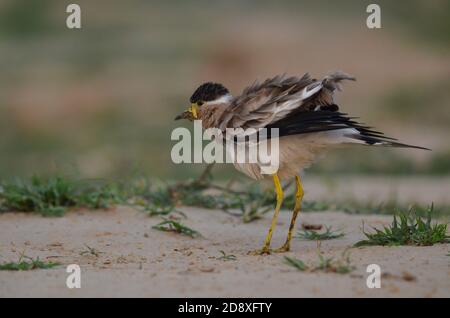 Ein gelber Kiebitz, Noida, Uttar Pradesh, Indien- 11. September 2019: Ein warmer gelber Kiebitz, Vanellus malabaricus, der sein Nest bewacht. Stockfoto