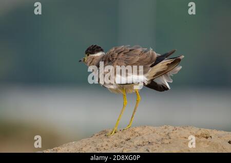 A Yellow watled Kiebitz, Noida, Uttar Pradesh, Indien- 11. September 2019: Ein Alarm Yellow watled Kiebitz, Vanellus malabaricus in einer angreifenden Stimmung. Stockfoto