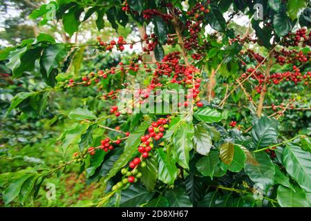 Frische und reife Kaffeebeeren in einer Kaffeeplantage auf dem Bolaven Plateau, Pakse, Laos. Schließen. Selektiver Fokus. Stockfoto