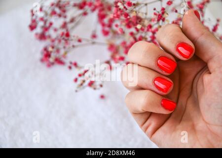 Hand mit roten Nägeln auf getrockneten Blumen Hintergrund. Weibliche Maniküre. Glamouröse schöne Maniküre. Maniküre im Winter oder Herbst in Rot. Stockfoto