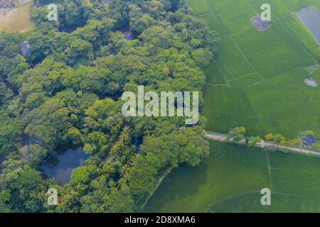 Luftaufnahme des grünen Reisfeldes bei Lakshmipur in Bangladesch. Stockfoto