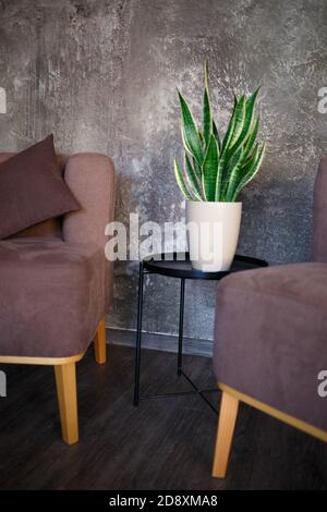 Sitzbereich mit braunen Sofas und saftigen Grüntöpfen Stockfoto