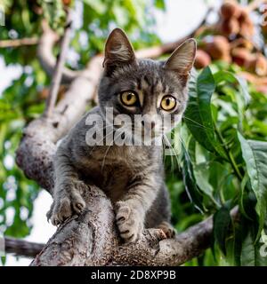 Eine schöne Katze, die auf einem Baum sitzt. Sommerhintergrund Stockfoto