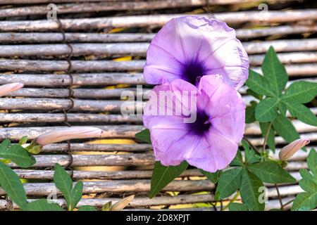 Blüten von Ipomoea cairica mehrjährige Pflanze Nahaufnahme auf verschwommenem Bambus Hintergrund Stockfoto