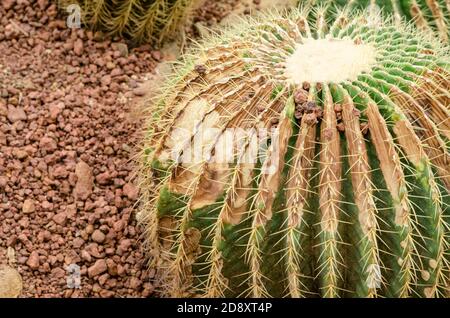 Kaktus ist eine Pilzkrankheit, Rostkaktus Stockfoto