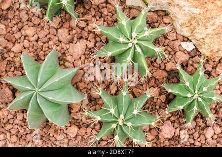 Astrophytum ornatum (nudum) Gruppe Stockfoto