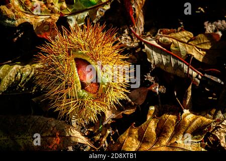 Sweet Chestnut Castanea sativa gefallene Früchte auf einem mit Blättern bestreuten Holzboden in Norfolk. Stockfoto