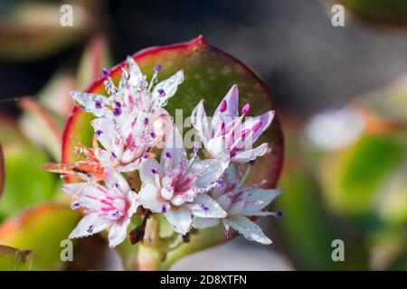 Die kleinen weißen und rosa Blüten der Sukkulenten Pflanze sind mit Tautropfen bedeckt Stockfoto