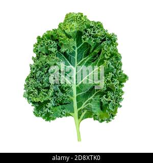 Kale Blatt Salat Gemüse isoliert auf weißem Hintergrund. Kreatives Layout aus Grünkohl-Nahaufnahme. Flach liegend. Food-Konzept. Stockfoto