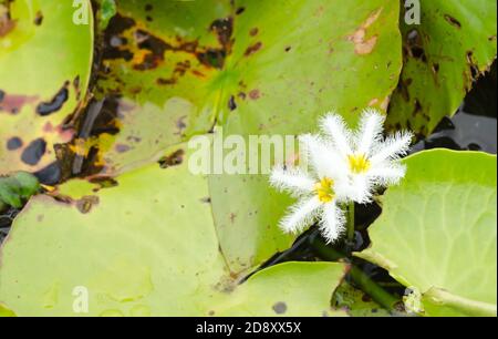 Nymphoides (Nymphoides indica) im Teich Stockfoto