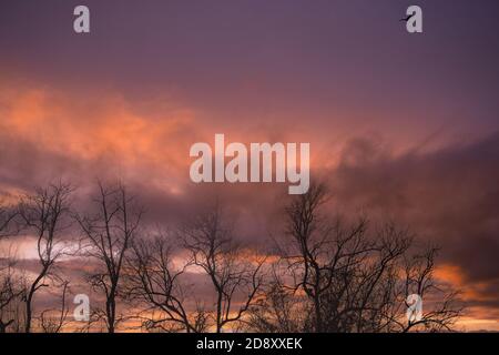 Silhouette blattlosen Baum und Sonnenuntergang Himmel. Toter Baum am dunklen Sonnenuntergangshimmel. Romantische und ruhige Szene. Toter Baum gegen lila Sonnenuntergang Himmel. Natur. Stockfoto