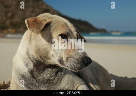 Nahaufnahme eines Hundes an einem Sandstrand. Netter Hund im Urlaub am Strand vor dem Meer Sand Stockfoto