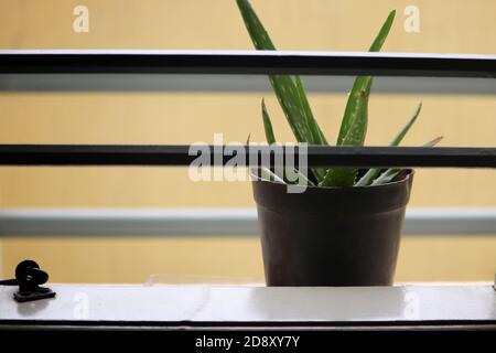 Aloe Vera in einem Topf Stockfoto