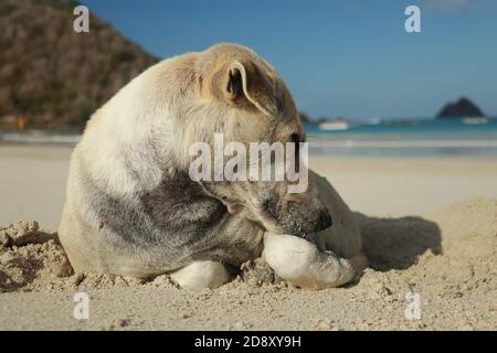Nahaufnahme eines Hundes an einem Sandstrand. Netter Hund im Urlaub am Strand vor dem Meer Sand Stockfoto
