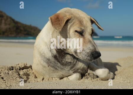 Nahaufnahme eines Hundes an einem Sandstrand. Netter Hund im Urlaub am Strand vor dem Meer Sand Stockfoto