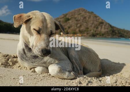 Nahaufnahme eines Hundes an einem Sandstrand. Netter Hund im Urlaub am Strand vor dem Meer Sand Stockfoto
