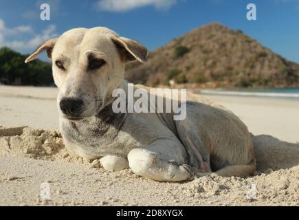 Nahaufnahme eines Hundes an einem Sandstrand. Netter Hund im Urlaub am Strand vor dem Meer Sand Stockfoto