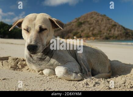 Nahaufnahme eines Hundes an einem Sandstrand. Netter Hund im Urlaub am Strand vor dem Meer Sand Stockfoto