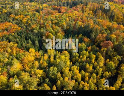 Luftaufnahme des Herbstwaldes. Herbstlandschaft mit rotem, gelbem und grünem Laub von oben gesehen Stockfoto