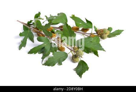 Hibiscus syriacus. Gemeinsame Namen koreanische Rose, Rose von Sharon, syrische Ketmia, Strauch althea, Rose Malge. Zweig mit Früchten isoliert. Stockfoto