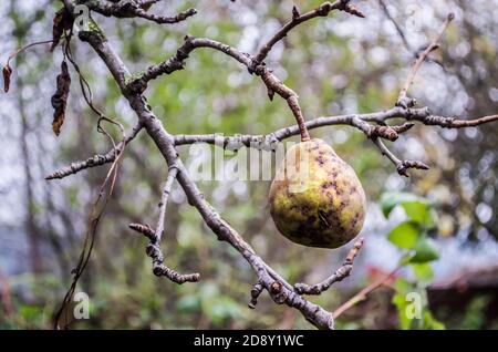 Birne auf einem Herbstbaum ohne Blätter. Natürliches Foto. Stockfoto