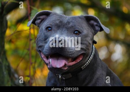 Nahaufnahme des englischen Staffordshire Bull Terrier in the Nature. Kopf Porträt von Blue Staffy mit bunten Hintergrund. Stockfoto