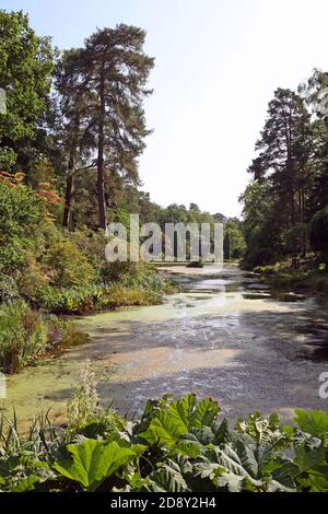 The Engine Pond at Leonardslee Gardens, West Sussex, England, UK - ‘The Finest Woodland Garden in England’ Stockfoto