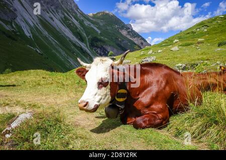 Kühe auf der Alm, Pralognan la Vanoise, Französische Alpen Stockfoto