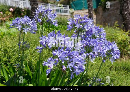 Afrikanische Bluebell (Agapanthus campanulatus), oder afrikanische Lilie, in Dinard (Promenade du Clair de Lune). Stockfoto