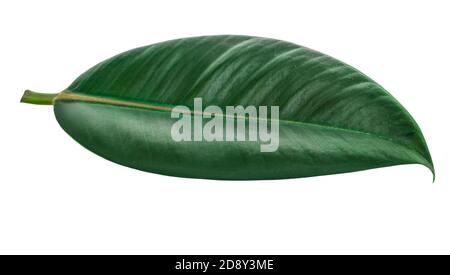 Grünes Blatt isoliert auf weißem Hintergrund. Stockfoto