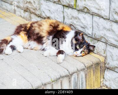 Eine dreifarbige flauschige Katze liegt auf einem Pfad in der Nähe eines Steinmauer Stockfoto