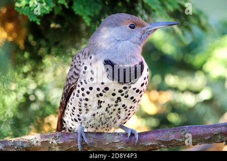 Weibchen rot-shafted nördlichen Flicker (Colaptes auratus) thront auf Hinoki Zypresse Zweig, Snohomish, Washington, USA Stockfoto