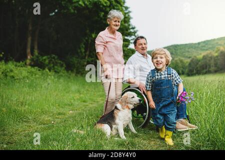 Kleiner Junge mit älteren Großeltern und Hund auf einem Spaziergang auf der Wiese in der Natur. Stockfoto