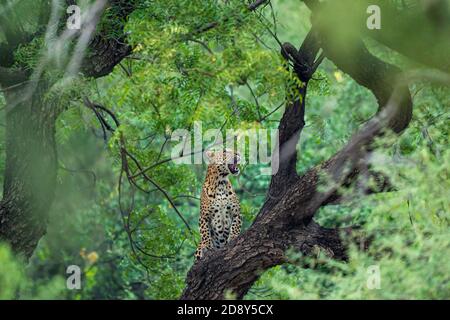 Ein wütender wilder Leopard oder Panther auf Baumstamm in Natürlicher Monsun grüner Hintergrund bei Jhalana Wald oder Leopardenreservat jaipur rajasthan indien - Panth Stockfoto