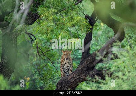 Ein wütender wilder Leopard oder Panther auf Baumstamm in Natürlicher Monsun grüner Hintergrund bei Jhalana Wald oder Leopardenreservat jaipur rajasthan indien - Panth Stockfoto