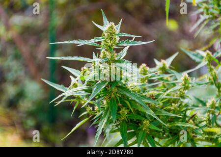 Oberseite von Marihuana oder Cannabispflanze mit Knospe und grünen Blättern, die in einem Garten wachsen, Nahaufnahme Stockfoto