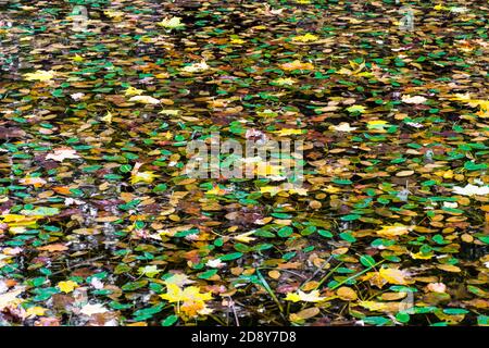 Abstrakter Herbsthintergrund, gelbe und grüne Blätter auf dem Wasser Stockfoto