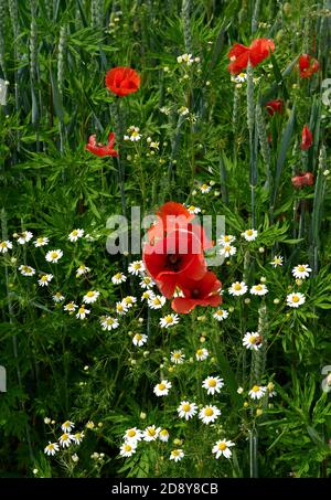 Cazzago San Martino (Bs), Franciacorta, Italien , ein Bio-Weizenfeld mit Mohnblumen Stockfoto