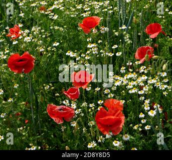 Cazzago San Martino (Bs), Franciacorta, Italien , ein Bio-Weizenfeld mit Mohnblumen Stockfoto