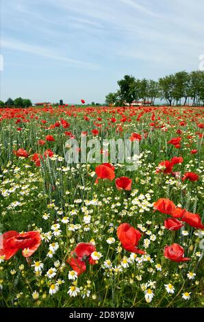 Cazzago San Martino (Bs), Franciacorta, Italien , ein Bio-Weizenfeld mit Mohnblumen Stockfoto