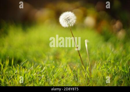 Glückliche Löwenzahn Blume wachsen im Sommerfeld mit grünem Gras Stockfoto
