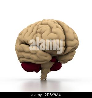 Menschliche Gehirn Stockfoto