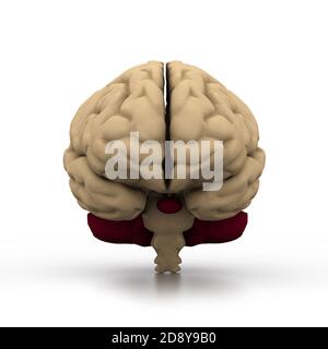 Menschliche Gehirn Stockfoto