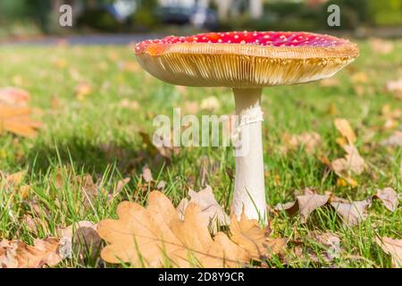 Fliegen Sie Agaric Pilz (Amanita muscaria) im Gras in Paterswolde, Niederlande Stockfoto