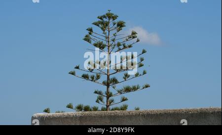 Nahaufnahme von spiky grünen Araucaria araucana, Affe Puzzle-Baum gegen den blauen Himmel Stockfoto