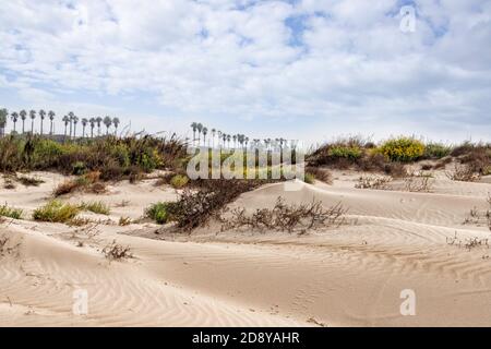 Sanddünen mit blühenden Pflanzen, Palmen am Horizont gegen den Himmel mit Wolken. Mittelmeerküste. Israel Stockfoto