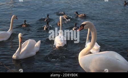 Romantische Schwäne schwimmen friedlich im Comer See Stockfoto