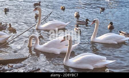 Schwäne schwimmen friedlich im Comer See Stockfoto