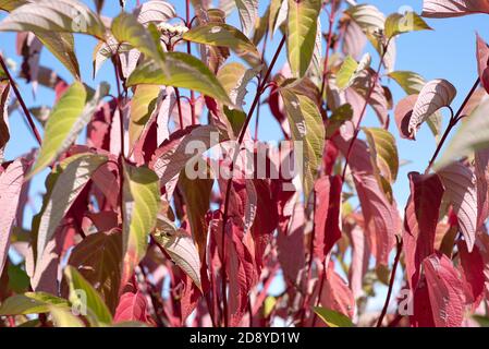 Farbenfrohe Herbstblätter. Farbenprächtiger Busch mit grün-violetten Blättern am blauen Himmel Stockfoto