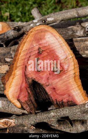 Frisch gesägtes Baumstammholz aus Avocado (Persea americana) von unregelmäßiger Form. Arbeiten im kommerziellen Obstgarten in Queensland, Australien. Stockfoto